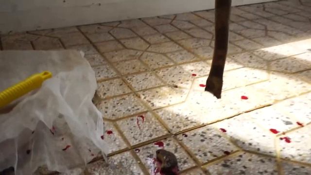 змее отрубили голову смотреть онлайн