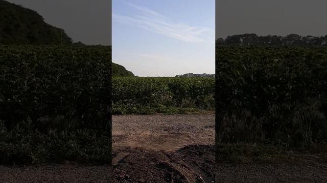 Борьба с саранчой:)) смотреть онлайн