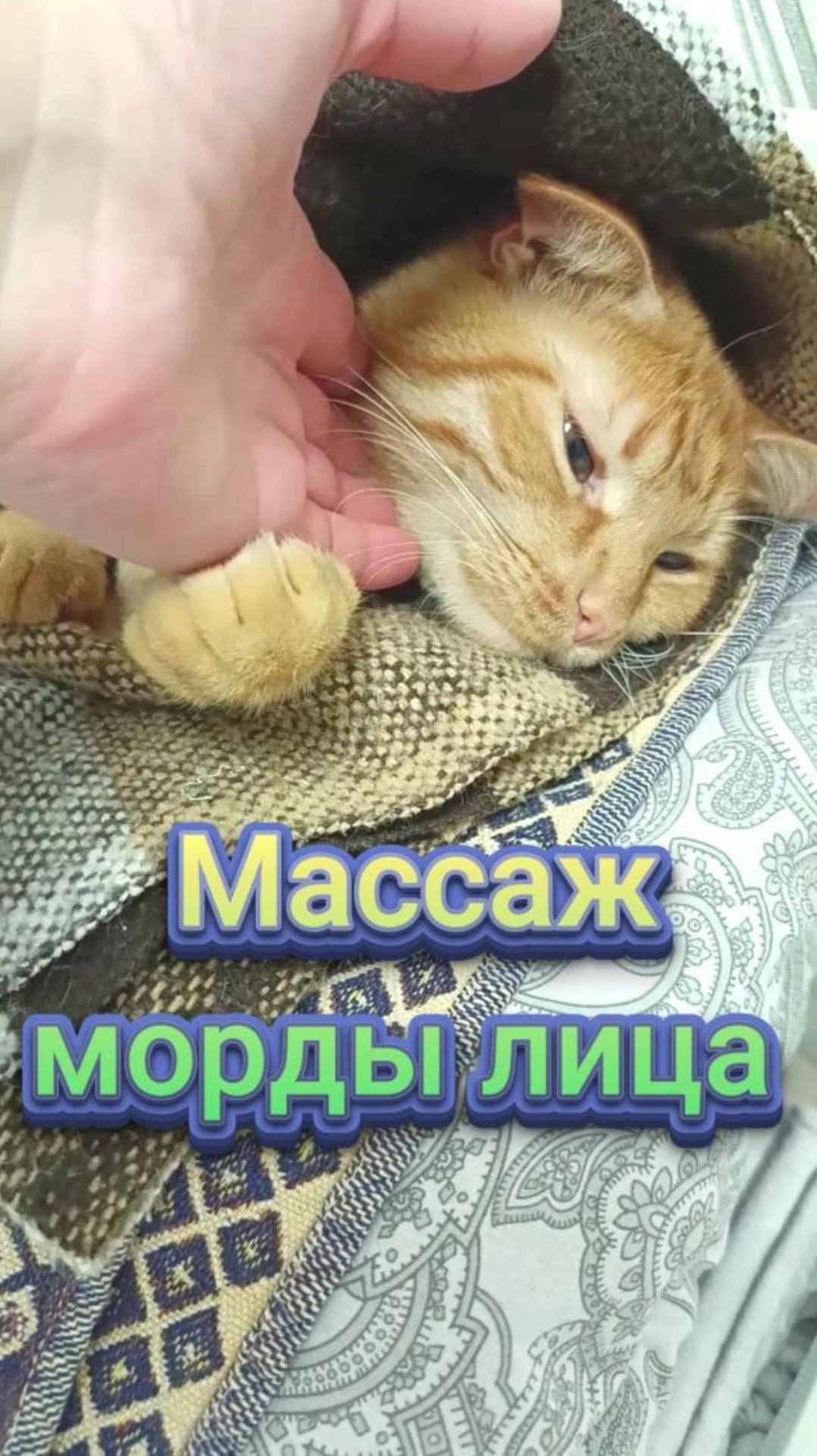 Массаж морды лица. Кот Феня, он же Феникс