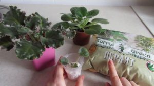 Укоренение черенков фиалки в перлите.Роль перлита в выращивании фиалок.