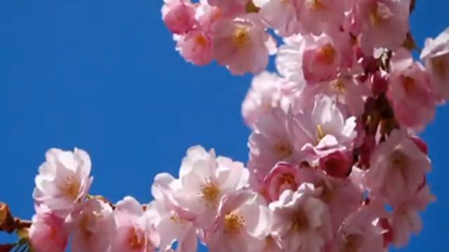 Secret Garden Цветение сакуры смотреть онлайн