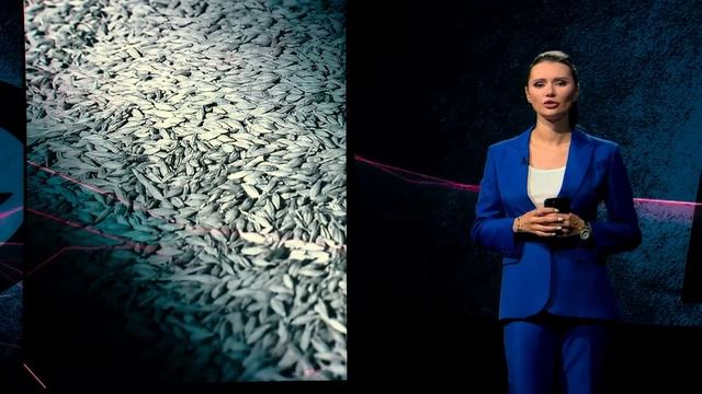 УКРАИНСКОЕ ДУНАЙСКОЕ ПАРОХОДСТВО_ как уничтожают наш флот. Часть 2 _ Взгляд Панч смотреть онлайн