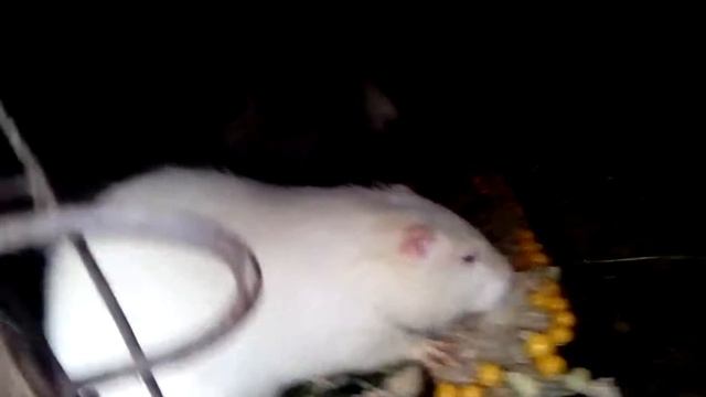 Кормление нутрий,как происходит кормление нутрий видео! смотреть онлайн