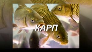 10 САМЫХ ПОЛЕЗНЫХ РЫБ!