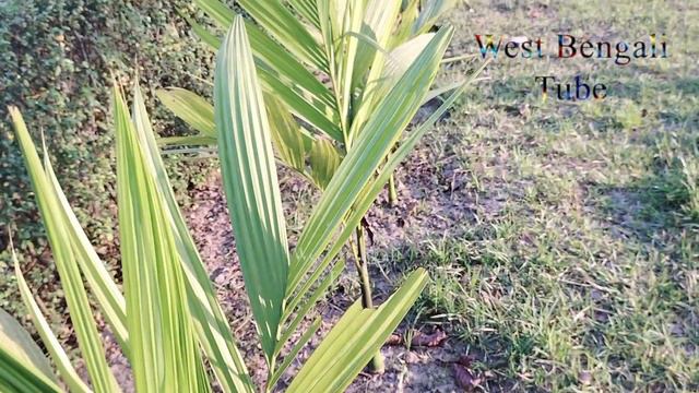 Story Vlog Ep 33 || Accurate Indian Coconut Tree Plants With Natural View || West Bengali Tube