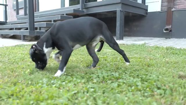 щеночки стаффордширского бультерьера смотреть онлайн