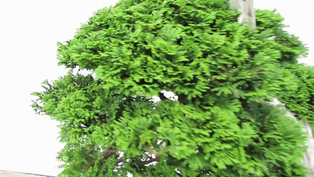 Chamaecyparis Obtusa "Nana Gracillis" смотреть онлайн