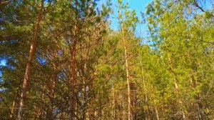 Мордовия - мой край родной! Весна в Мордовии! Мордовские песни!