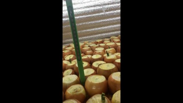 Как мы лук сажали)) Четвертый день посадки!!! смотреть онлайн