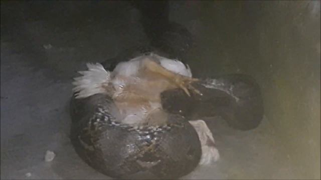 Primitive Man failed to Save Chicken from Python attack. смотреть онлайн
