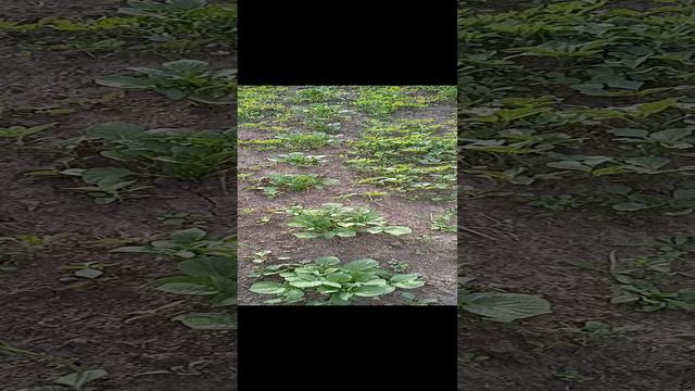 первая обработка картошки