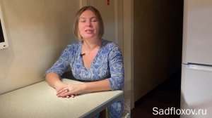 Низкорослые флоксы серии Бамбини для бордюра