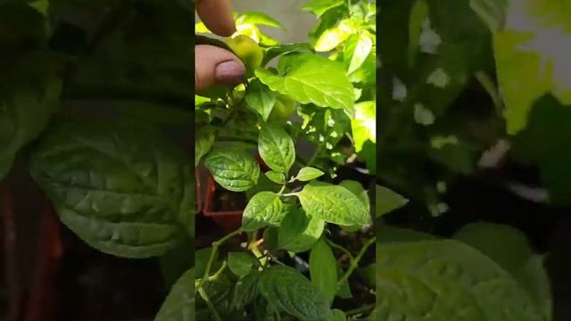 Habanero Mustard, Хабанеро Горчичный смотреть онлайн