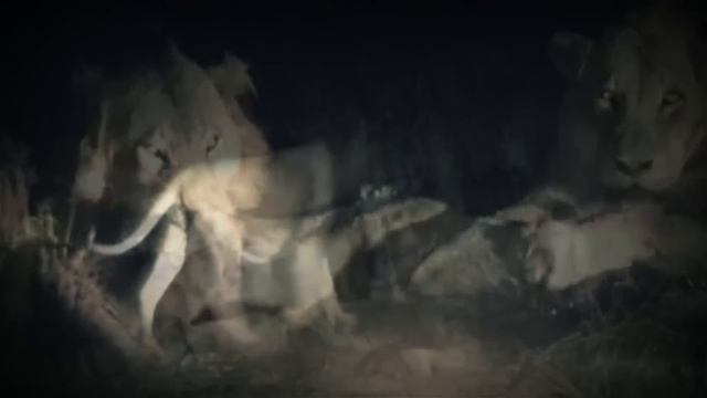 Mr.T El LEÓN Más DESPIADADO Y BRUTAL De La HISTORIA