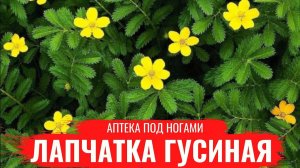 ЛАПЧАТКА ГУСИНАЯ / О правилах сбора, нюансах заготовки и приготовлении настоев / Аптека под ногами