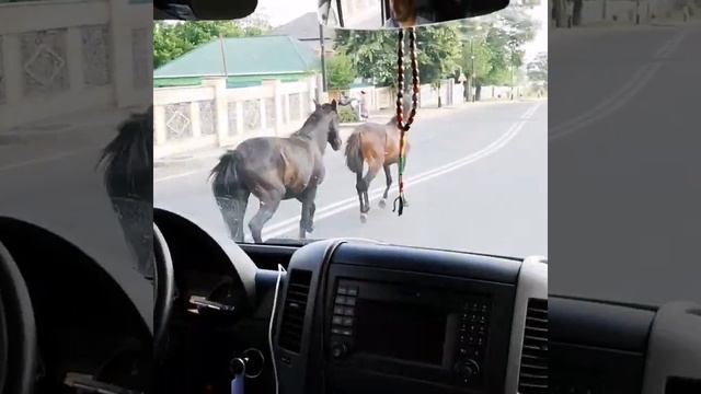 Horses in Gabala / Габалинские кони смотреть онлайн