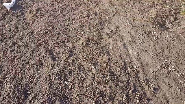 Виноградник .Арка . Шпалера .Конструктивные особености . смотреть онлайн