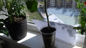 Огород на подоконнике. Балконный сахарный и Пинк Самсон на окне