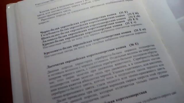 Русская голубая кошка смотреть онлайн