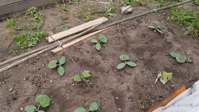ВЛОГ Такого ЛИВНЯ Не Было НИКОГДА / Последствия... 💁♂️ / Первый Урожай 😋 12.06.2020 смотреть онлайн