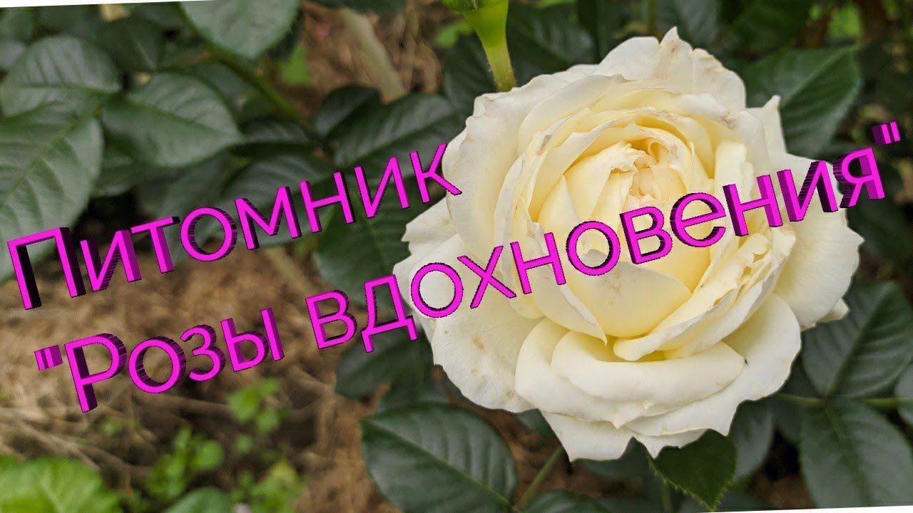 Розы из питомника "Розы вдохновения " Осенняя посадка 2019г. смотреть онлайн