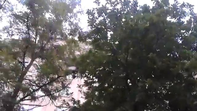 тупые птицы смотреть онлайн