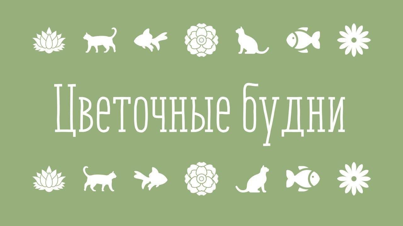 Запущенный балкон. Обзор цветов на балконе. Уборка.