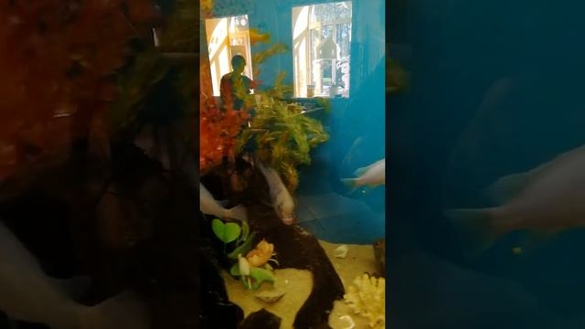 Водяные Попугаи #аквариумистика #аквариум #рыбы #попугай #популярное #short #shortvideo #питер