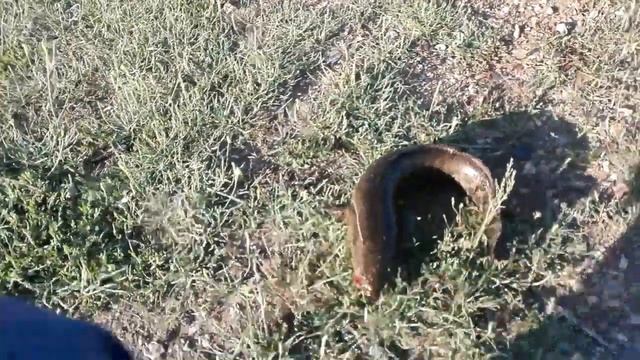Змееголов - рыба в Казахстане смотреть онлайн
