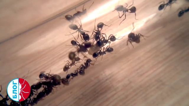 Муравьи Messor Structor. Эксперимент. Подброс личинок смотреть онлайн