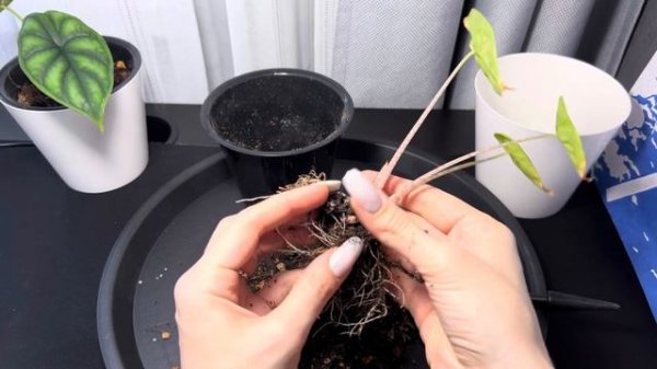 2 причины почему Алоказия не растёт | Alocasia Dragon Scale vs Alocasia Ivory Coast