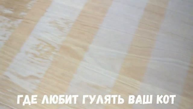 Как отучить кота ходить по столу? смотреть онлайн