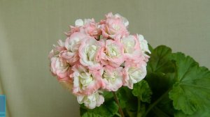 Розебудные пеларгонии  Часть 1. Великолепная пятёрка!