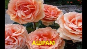 ЭТИ РОЗЫ ВАС НЕ ПОДВЕДУТ. САМЫЕ ЛУЧШИЕ СОРТА РОЗ ДЛЯ СИБИРИ И УРАЛА