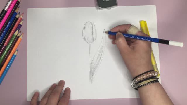 Урок 2. Рисуем тюльпан простым карандашом. смотреть онлайн