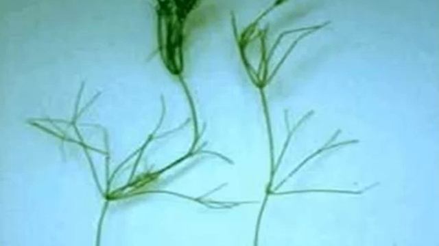 Нителла или Блестянка гибкая.Описание. Содержание. Уход. Размножение. Аквариумные растения. смотреть онлайн