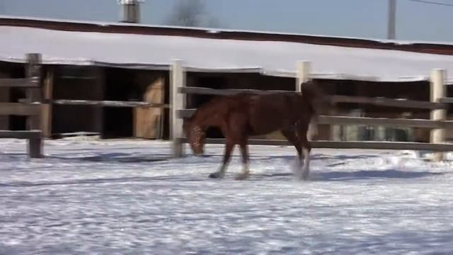 Донской "золотой" конь смотреть онлайн