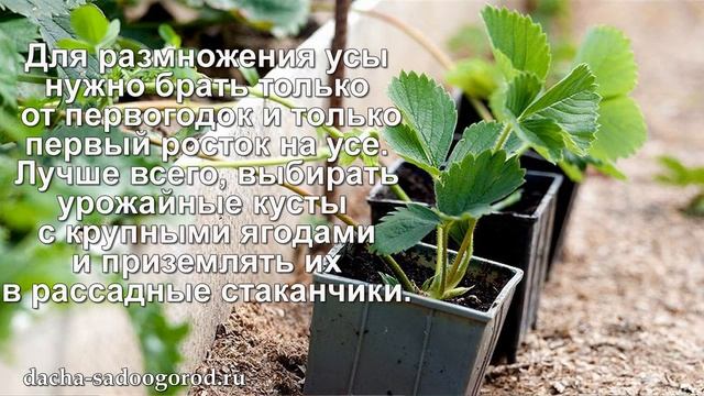 Выращивание клубники в открытом грунте: секреты богатого урожая смотреть онлайн