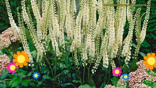 Клопогон ветвистый. Краткий обзор, описание характеристик, где купить саженцы Cimifuga Racemosa