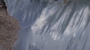 Вредители Сада и Огорода (Клоп Землекоп)