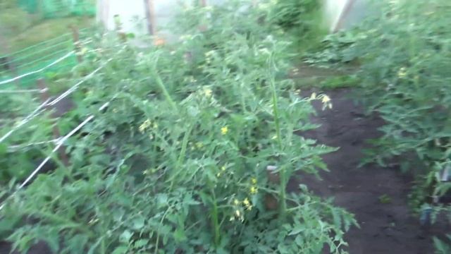 Помидор черри в открытом грунте смотреть онлайн