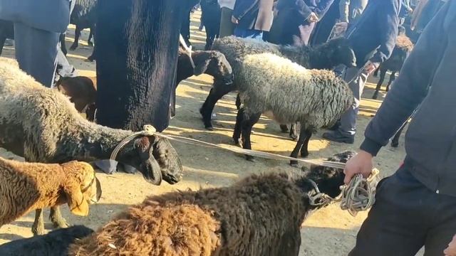 7.APREL OLTINSOY SHAKAR QAMICH CHORSHANBI QUZLIQUY QUCHQOR SUTQUZI NARXLARI ECHKI ....2021YIL смотреть онлайн