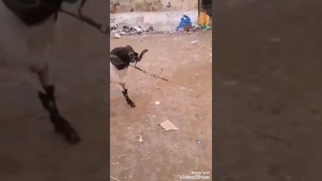 ولد المساكني 🏆 لتذكير فقط 💔 смотреть онлайн