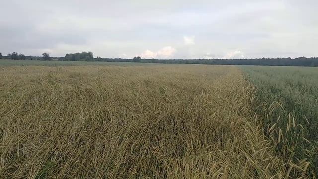 Выращиваем картофель, тритикале и овес, сушим сено