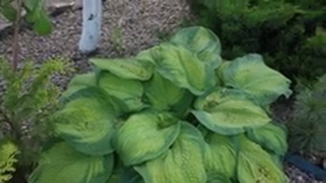 Каменный городок ,, Дрим Джой ,Зизифус ,Хосты и розы 25 мая смотреть онлайн