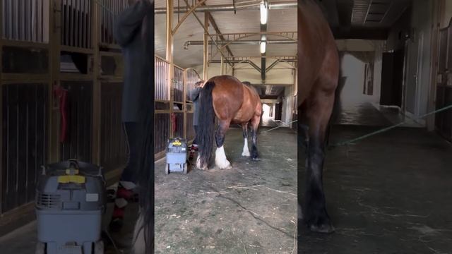 Владимирский тяжеловоз. Кобыла Графиня и пылесос смотреть онлайн