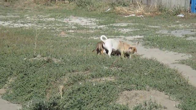 Щенки ищут дом! смотреть онлайн