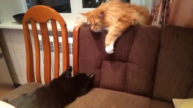 Мейн кун Степа и кот Тихон. Что-то спать захотелось смотреть онлайн