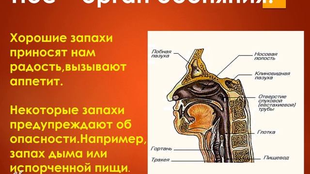Органы чувств. смотреть онлайн
