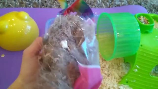 Уборка у джунгарского хомяка.Часть 1. смотреть онлайн